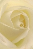 Drawing you into its delicate heart, this cream-white rose-prepared by a local Chase Cross florist-unfurls in soft spirals, each petal as inviting as morning light streaming across Romford Road. The texture is plush and feather-light, evoking the gentle touch of new petals kissed by dawn dew. Light pools between ivory folds, casting graceful shadows that lend the bloom an air of quiet drama and depth, much like the peaceful start of a new day in the Chase Cross area. This rose exudes tranquility and respect, making it an ideal messenger for sympathy, admiration, or marking new chapters in life-perhaps for a neighbour's celebration on the Highfield estate. The gentle, sweet scent can almost be sensed in the imagination, complementing the understated purity of its form. Such a rose, chosen by a Chase Cross expert, captures not just visual artistry but also the deep emotion and careful intention behind every meaningful bouquet.
